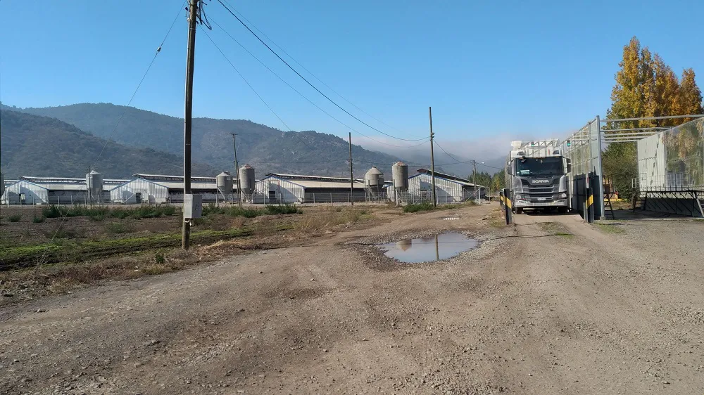 CERDOS-NANCAGUA